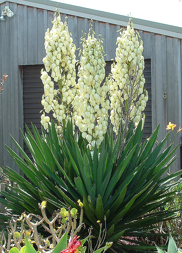 Yucca superbe - guideplantesmedoc.fr